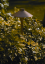 cast light 3.PNG (271450 bytes)